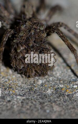 Wolf spider carrying her young on her back. Stock Photo