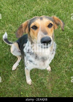 Nice portrait of mixed-breed three-colored female dogs looking up while sitting on a green lawn Stock Photo