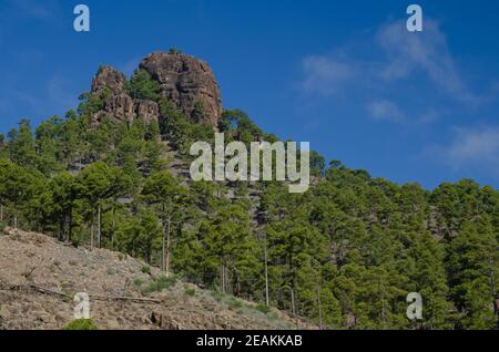 Morro de La Negra and forest of Canary Island pine. Stock Photo