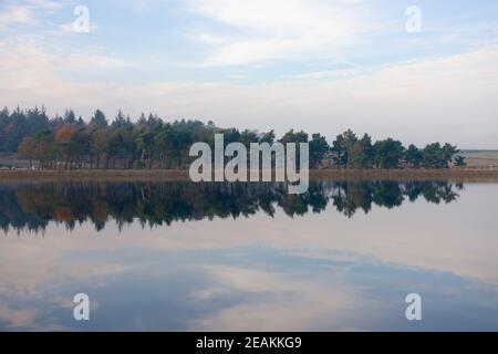 Medium shot of autumn coniferous trees reflected in calm water Stock Photo