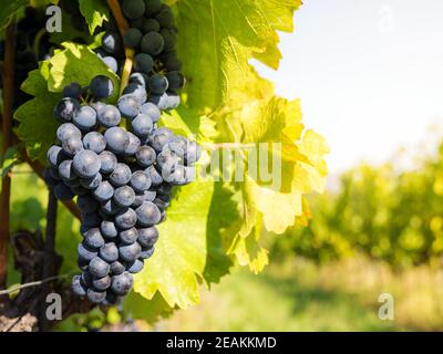 red grapes at a vineyard in Burgenland Stock Photo