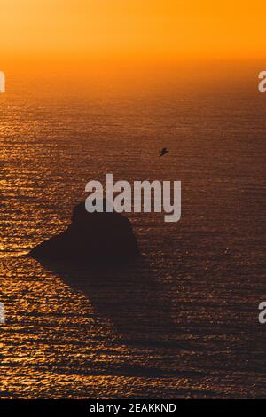 Seagull flying over the ocean during a sunset with orange tones Stock Photo