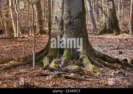 Tree Trunk in autumn Stock Photo