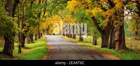 old asphalt road with beautiful trees in autumn Stock Photo - Alamy