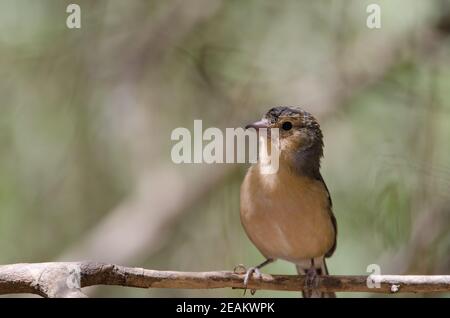 Common chaffinch Fringilla coelebs canariensis on a branch. Stock Photo
