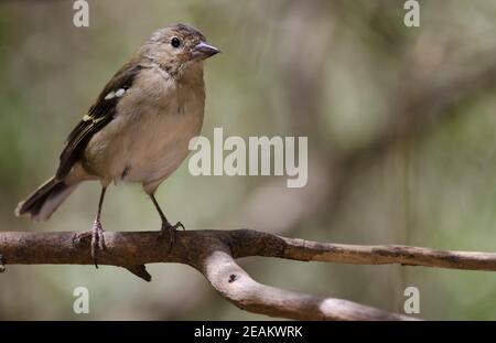 Common chaffinch Fringilla coelebs canariensis on a branch. Stock Photo