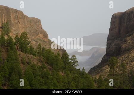 Forest of Canary Island pine Pinus canariensis in El Juncal ravine and southwest cliffs. Stock Photo