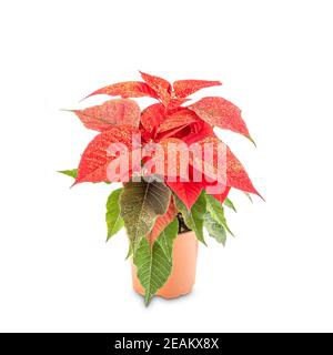 Beautiful poinsettia in flowerpot Stock Photo