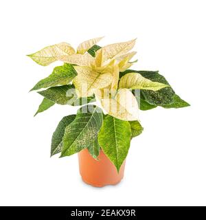 Christmas flower poinsettia Stock Photo