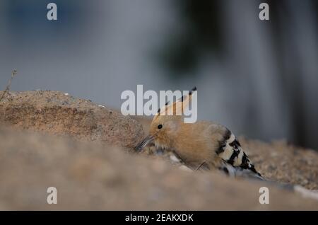 Eurasian hoopoe Upupa epops searching for food. Stock Photo