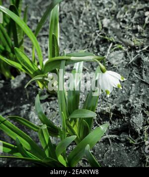Snowdrops are the first spring flowers among the leaves. Stock Photo