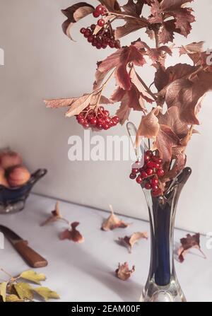 Autumn still life: viburnum branch with berries and red leaves Stock Photo