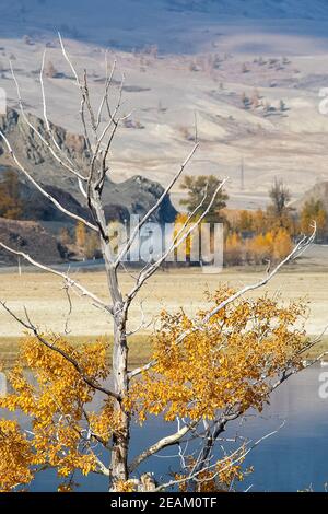 Golden autumn in forests of the Altai. Yellow trees in autumn near the reservoir. Stock Photo