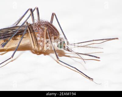 mosquito 1 Stock Photo
