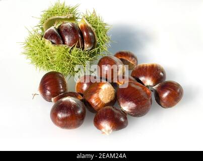 Chestnut on white background Stock Photo