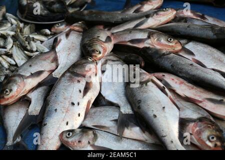 Fish market in Kumrokhali, West Bengal, India Stock Photo