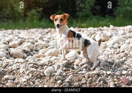 Small Jack Russell terrier walking by the river, her fur wet from swimming, one leg up, looking curious Stock Photo