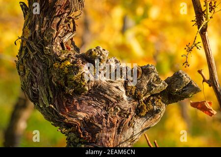 Old gnarled vine wood in yellow autumn colors Stock Photo