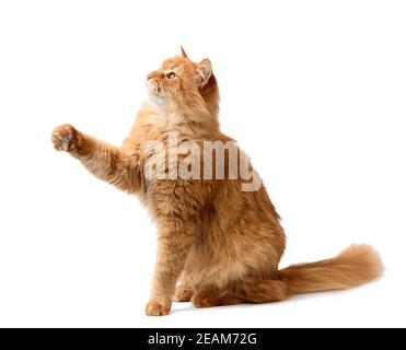 Cute adult fluffy red cat sitting and raised its front paws up, imitation of holding any object Stock Photo