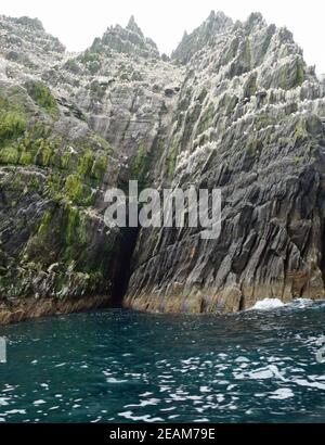Little Skellig  Worlds second largest gannet colony Stock Photo