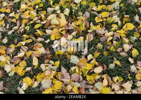Colorful autumn leaves on a meadow Stock Photo