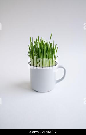 Green grass in a white mug on a white background. Stock Photo
