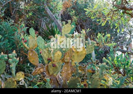 Beautiful Prickly Pear Cactus with burgundy fruits in Ayia Napa coast in Cyprus. Opuntia, ficus-indica, Indian fig opuntia, barbary fig, blooming cactus pear Stock Photo