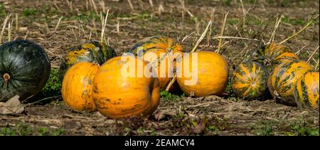 Typical styrian oil pumpkins on a pumpkin field ready for harvest. food background. Stock Photo