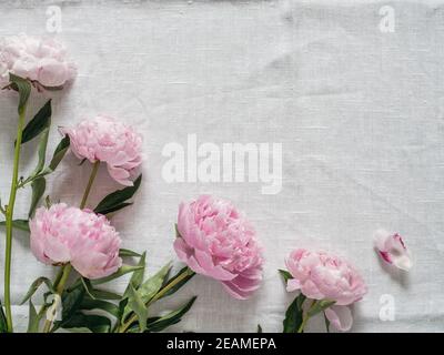 peony bouquet on white tablecloth Stock Photo