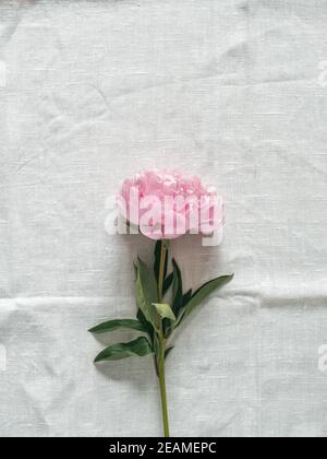 peony flower on white tablecloth Stock Photo