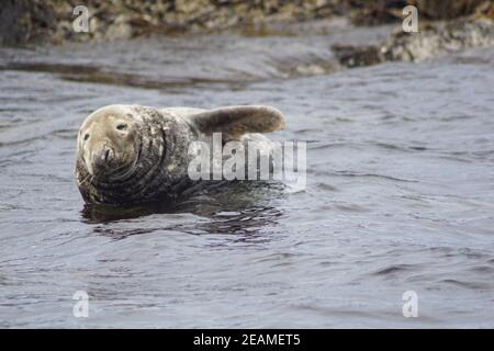 Seal on the coast of Myross Island Stock Photo