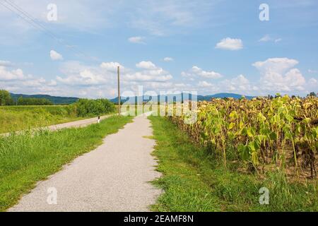 A field of drying sunflowers in August in Friuli-Venezia Giulia, north east Italy next to a cycle lane Stock Photo