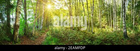birch tree forest in morning Stock Photo