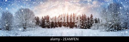 Pine trees in winter landscape at sunset Stock Photo