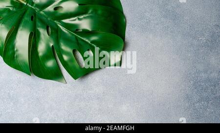 Monstera leaf on gray background Stock Photo