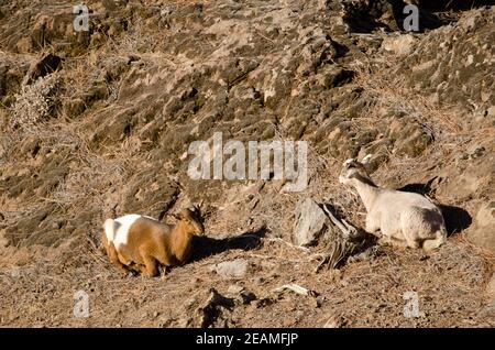 Goat kids resting in the Integral Natural Reserve of Inagua. Stock Photo