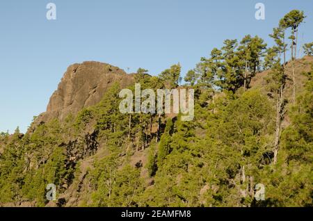 Cliff of the Morro del Visadero and forest of Canary Island pine Pinus canariensis. Stock Photo