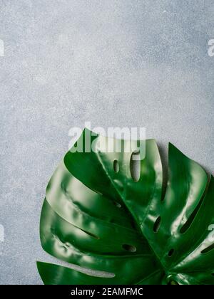 Monstera leaf on gray background Stock Photo