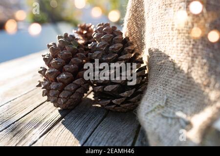 Winter decoration with pine cone Stock Photo