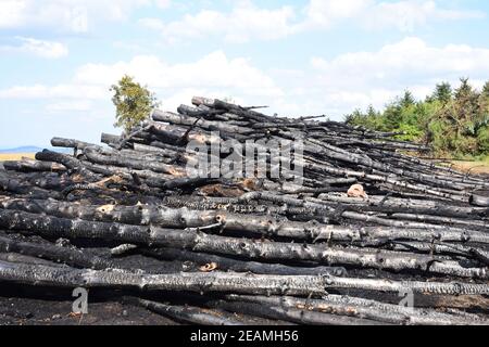 Arson on a forest edge Stock Photo