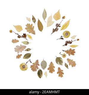 round frame or wreath made of realistic autumn leaves. Autumn leaf fall Stock Photo
