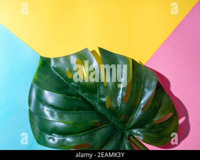 Monstera leaf on colorful background Stock Photo