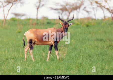 Swayne's Hartebeest antelope, Ethiopia wildlife Stock Photo