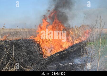 Burning dry grass and reeds Stock Photo