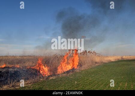 Burning dry grass and reeds Stock Photo