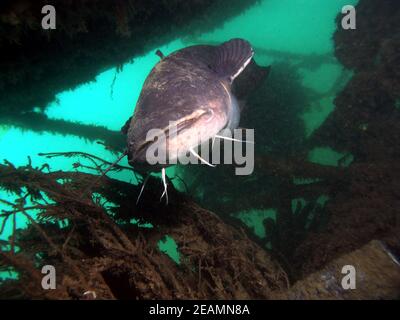 big wels catfish or sheatfish in Lake Kulkwitz Stock Photo