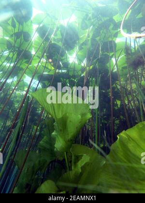 Water lily forest from below, underwater landscape in Lake Kulkwitz Stock Photo