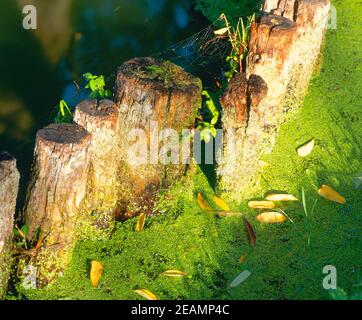 French river bank, strengthening, Stock Photo