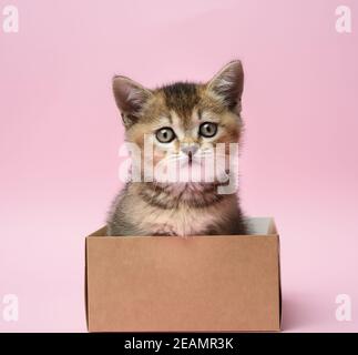 cute kitten of the breed Scottish golden chinchilla straight sits in a brown box Stock Photo