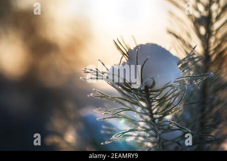 snow on a pine branch, illuminated by the setting sun, close-up Stock Photo